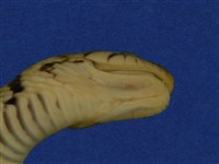 草花蛇藏品圖，第10張